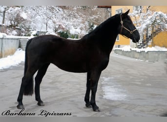 Lipizzan, Jument, 7 Ans, 156 cm, Noir