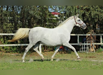 Lipizzan, Jument, 8 Ans, 151 cm