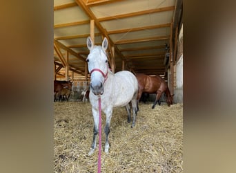 Lipizzan, Jument, 8 Ans, 155 cm, Gris pommelé