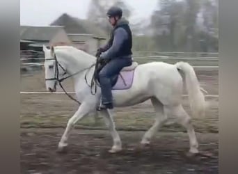 Lipizzan, Jument, 8 Ans, 160 cm, Blanc