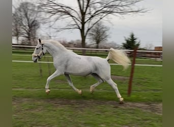 Lipizzan, Jument, 8 Ans, 160 cm, Blanc