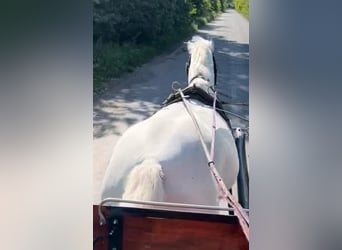 Lipizzan, Jument, 8 Ans, 160 cm, Blanc