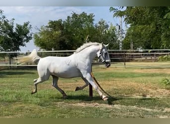 Lipizzan, Jument, 8 Ans, 160 cm, Blanc