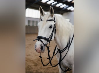 Lipizzan, Jument, 8 Ans, 162 cm, Gris