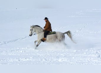 Lipizzan, Jument, 8 Ans, 163 cm, Gris