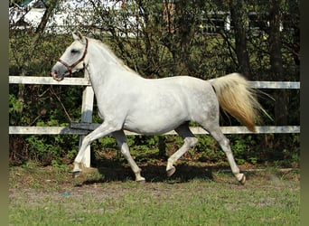 Lipizzan, Jument, 8 Ans, Gris