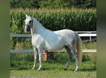 Lipizzan, Jument, 8 Ans, Gris