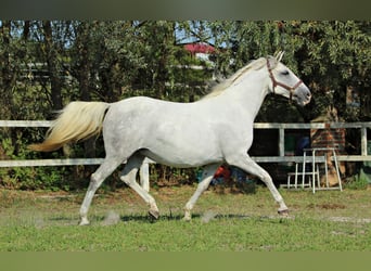 Lipizzan, Jument, 8 Ans, Gris