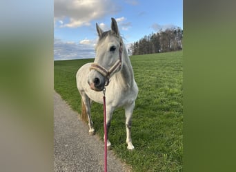 Lipizzan, Jument, 9 Ans, 156 cm, Gris pommelé