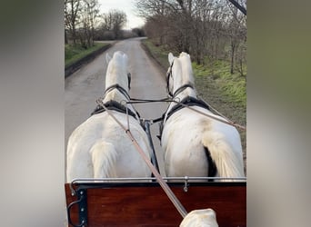 Lipizzan, Jument, 9 Ans, 160 cm, Blanc