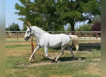 Lipizzan, Jument, 9 Ans, 160 cm, Blanc