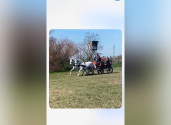 Lipizzan, Jument, 9 Ans, 160 cm, Blanc