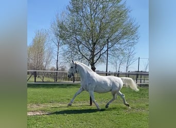 Lipizzan, Jument, 9 Ans, 160 cm, Blanc