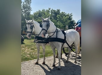 Lipizzan, Jument, 9 Ans, 160 cm, Blanc