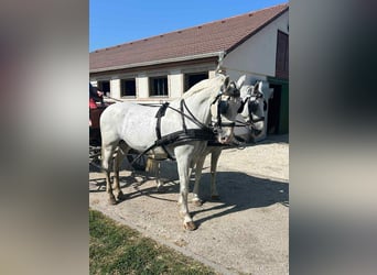 Lipizzan, Jument, 9 Ans, 168 cm, Blanc