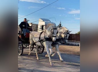 Lipizzan, Jument, 9 Ans, 168 cm, Blanc