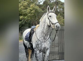 Lipizzan Croisé, Jument, 9 Ans, 175 cm, Gris pommelé