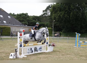 Lipizzan Croisé, Jument, 9 Ans, 175 cm, Gris pommelé
