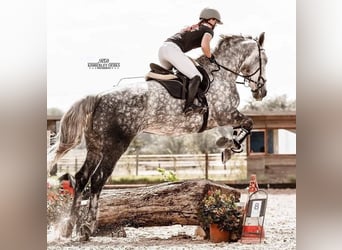 Lipizzan Croisé, Jument, 9 Ans, 175 cm, Gris pommelé