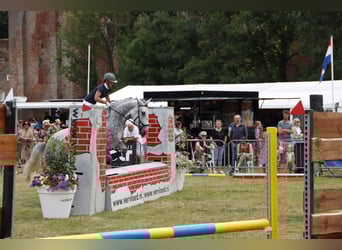 Lipizzan Croisé, Jument, 9 Ans, 175 cm, Gris pommelé