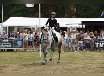 Lipizzan Croisé, Jument, 9 Ans, 175 cm, Gris pommelé