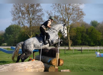 Lipizzan Croisé, Jument, 9 Ans, 175 cm, Gris pommelé