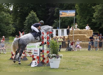 Lipizzan Croisé, Jument, 9 Ans, 175 cm, Gris pommelé