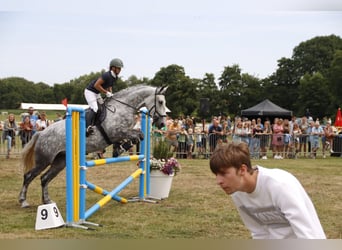 Lipizzan Croisé, Jument, 9 Ans, 175 cm, Gris pommelé