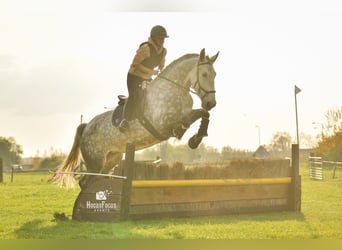 Lipizzan Croisé, Jument, 9 Ans, 175 cm, Gris pommelé