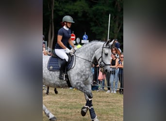 Lipizzan Croisé, Jument, 9 Ans, 175 cm, Gris pommelé