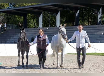 Lipizzan, Jument, Poulain (04/2026), 164 cm, Gris