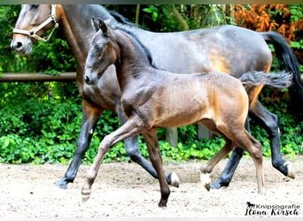 Lipizzan, Jument, Poulain (04/2024), Gris