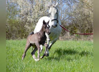 Lipizzan, Jument, , Noir