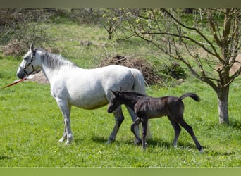 Lipizzan, Jument, , Noir
