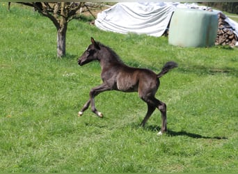 Lipizzan, Jument, , Noir