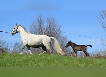 Lipizzan, Jument, , Noir