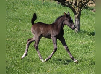 Lipizzan, Jument, , Noir