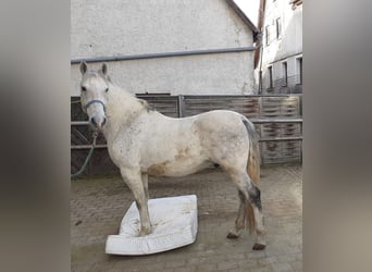 Lipizzaner, Gelding, 10 years, 15,2 hh, Gray