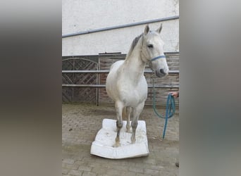 Lipizzaner, Gelding, 10 years, 15,2 hh, Gray