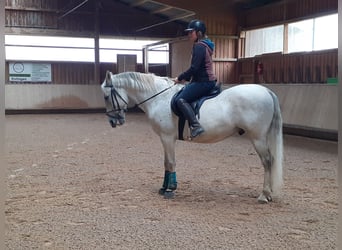 Lipizzaner, Gelding, 10 years, 15,2 hh, Gray