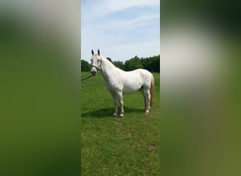 Lipizzaner, Gelding, 10 years, 15 hh, Grey