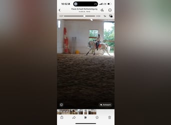 Lipizzaner, Gelding, 10 years, 15,2 hh, Grey