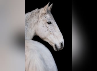 Lipizzaner, Gelding, 10 years, 16 hh, Grey-Fleabitten