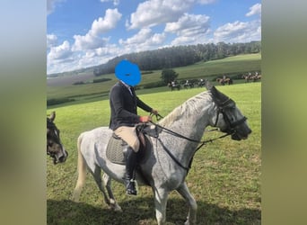 Lipizzaner, Gelding, 10 years, 16 hh, Grey-Fleabitten