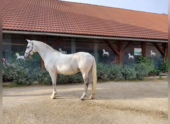 Lipizzaner, Wallach, 11 Jahre, 15,1 hh, Schimmel