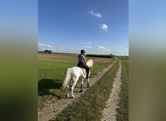 Lipizzaner, Gelding, 11 years, 15.2 hh