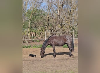 Lipizzaner, Gelding, 11 years, 15.2 hh, Roan-Blue