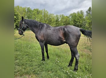 Lipizzaner, Gelding, 11 years, 15.2 hh, Roan-Blue