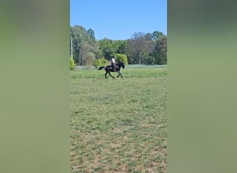 Lipizzaner, Gelding, 11 years, 15.2 hh, Roan-Blue
