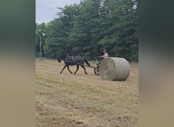 Lipizzaner, Gelding, 11 years, 15.2 hh, Roan-Blue
